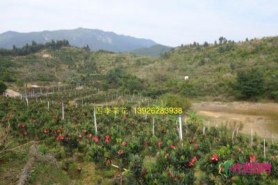 四季红山茶